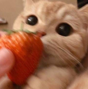 Meet your Posher, Lynn